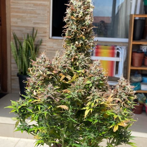 Gelato Auto 🍦  growlog photo: Dia da colheita 