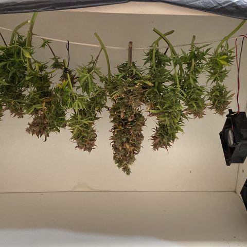 Gelato Auto 🍦  growlog photo: Dia da colheita 