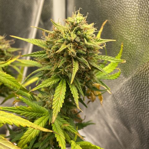 White Widow 02 AUTO🕷️ growlog photo: Agora a White ficou com mais espaço, aproveitei para reforçar o lst e deixar os buds captarem mais luz 
Flores estão bem gordas e crescendo cada vez mais, na próxima rega irei conferir os tricomas para ver se já estão ficando âmbar e/ou leitosos 