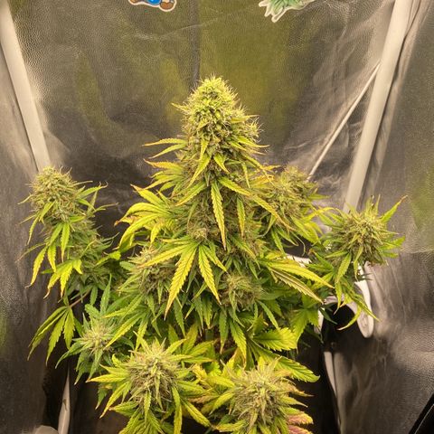 White Widow 02 AUTO🕷️ growlog photo: Agora a White ficou com mais espaço, aproveitei para reforçar o lst e deixar os buds captarem mais luz 
Flores estão bem gordas e crescendo cada vez mais, na próxima rega irei conferir os tricomas para ver se já estão ficando âmbar e/ou leitosos 