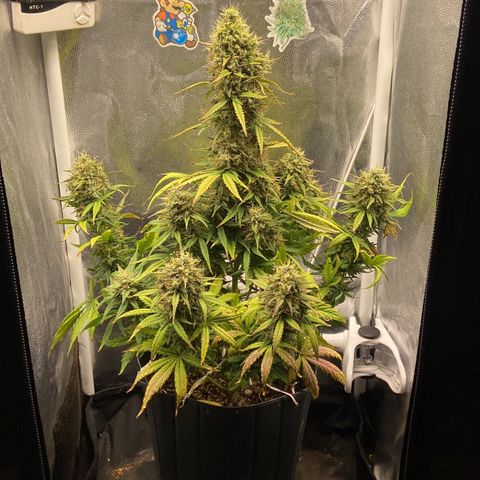 White Widow 02 AUTO🕷️ growlog photo: Agora a White ficou com mais espaço, aproveitei para reforçar o lst e deixar os buds captarem mais luz 
Flores estão bem gordas e crescendo cada vez mais, na próxima rega irei conferir os tricomas para ver se já estão ficando âmbar e/ou leitosos 