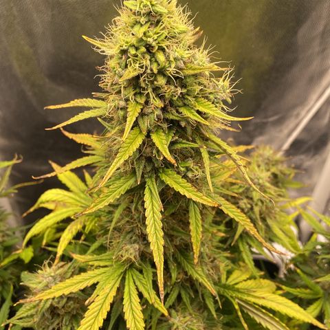 White Widow 02 AUTO🕷️ growlog photo: Agora a White ficou com mais espaço, aproveitei para reforçar o lst e deixar os buds captarem mais luz 
Flores estão bem gordas e crescendo cada vez mais, na próxima rega irei conferir os tricomas para ver se já estão ficando âmbar e/ou leitosos 