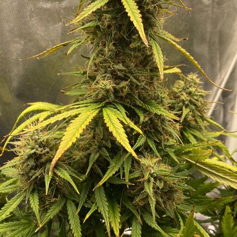 White Widow 02 AUTO🕷️ growlog photo: Agora a White ficou com mais espaço, aproveitei para reforçar o lst e deixar os buds captarem mais luz 
Flores estão bem gordas e crescendo cada vez mais, na próxima rega irei conferir os tricomas para ver se já estão ficando âmbar e/ou leitosos 