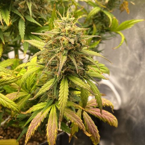 White Widow 02 AUTO🕷️ growlog photo: Agora a White ficou com mais espaço, aproveitei para reforçar o lst e deixar os buds captarem mais luz 
Flores estão bem gordas e crescendo cada vez mais, na próxima rega irei conferir os tricomas para ver se já estão ficando âmbar e/ou leitosos 