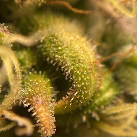 White Widow 02 AUTO🕷️ growlog photo: Conferência de tricomas:
Alguns um poucos transparentes mas muitos leitosos e nas partes onde arroxeou as folhas estão mais âmbar