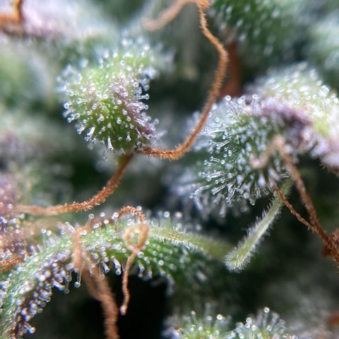 White Widow 02 AUTO🕷️ growlog photo: Conferência de tricomas:
Alguns um poucos transparentes mas muitos leitosos e nas partes onde arroxeou as folhas estão mais âmbar