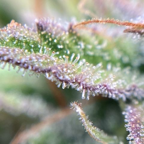 White Widow 02 AUTO🕷️ growlog photo: Conferência de tricomas:
Alguns um poucos transparentes mas muitos leitosos e nas partes onde arroxeou as folhas estão mais âmbar