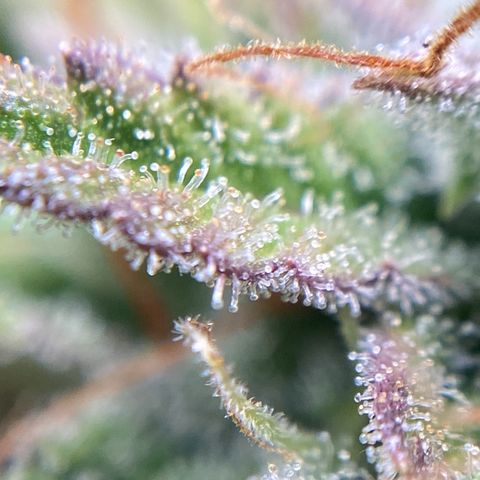 White Widow 02 AUTO🕷️ growlog photo: Conferência de tricomas:
Alguns um poucos transparentes mas muitos leitosos e nas partes onde arroxeou as folhas estão mais âmbar