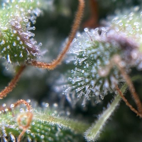 White Widow 02 AUTO🕷️ growlog photo: Conferência de tricomas:
Alguns um poucos transparentes mas muitos leitosos e nas partes onde arroxeou as folhas estão mais âmbar