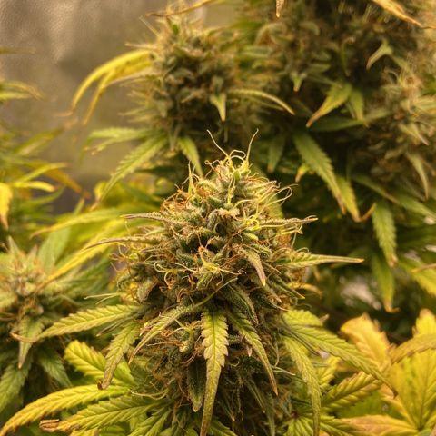 White Widow 02 AUTO🕷️ growlog timeline photo