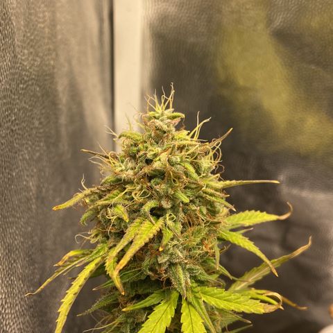 White Widow 02 AUTO🕷️ growlog timeline photo