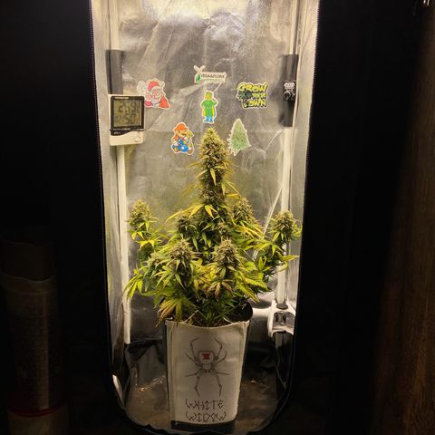 White Widow 02 AUTO🕷️ growlog timeline photo