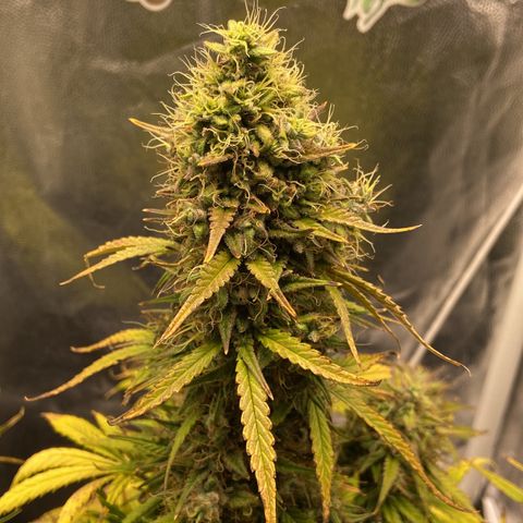 White Widow 02 AUTO🕷️ growlog timeline photo