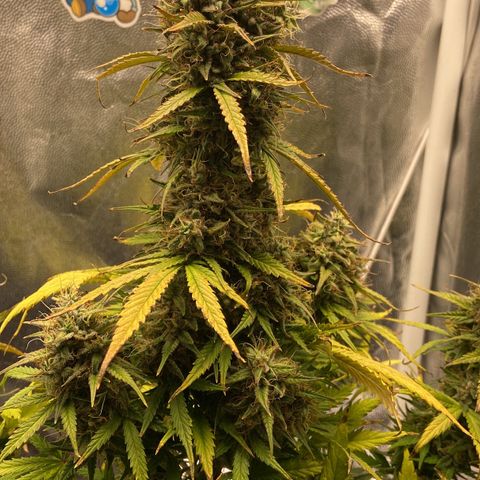 White Widow 02 AUTO🕷️ growlog timeline photo