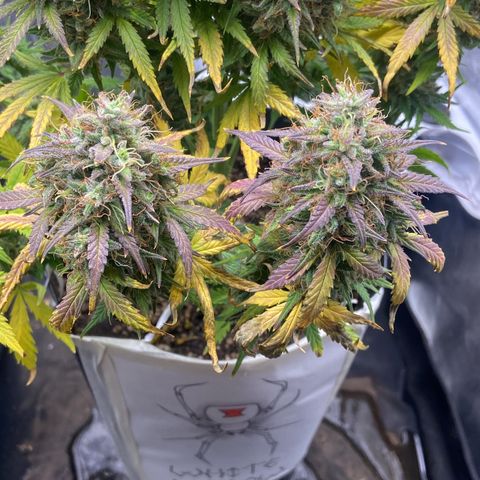 White Widow 02 AUTO🕷️ growlog timeline photo