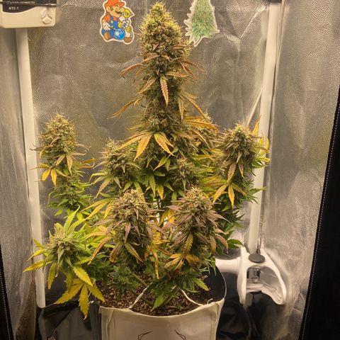White Widow 02 AUTO🕷️ growlog timeline photo
