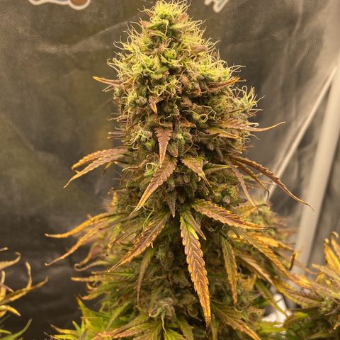 White Widow 02 AUTO🕷️ growlog timeline photo