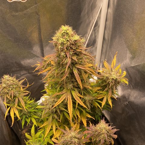 White Widow 02 AUTO🕷️ growlog timeline photo