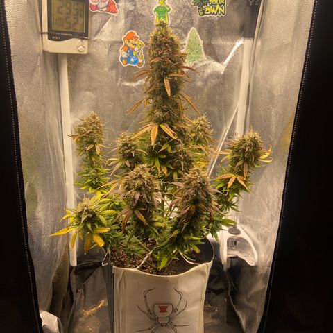 White Widow 02 AUTO🕷️ growlog timeline photo