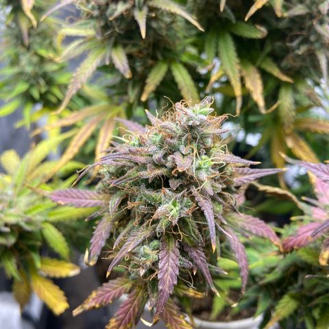 White Widow 02 AUTO🕷️ growlog timeline photo