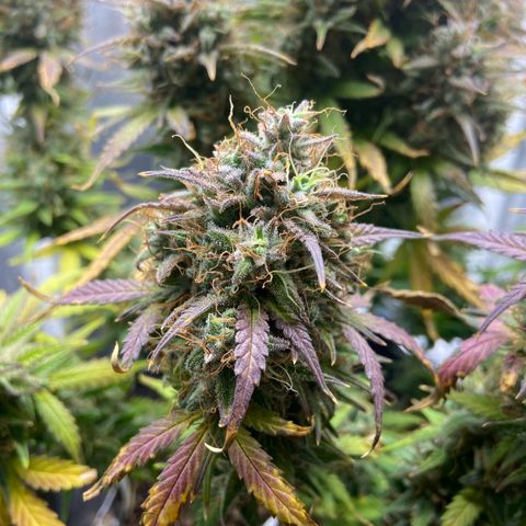 White Widow 02 AUTO🕷️ growlog timeline photo