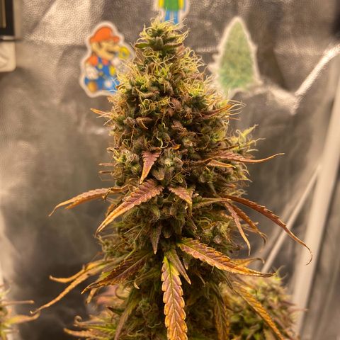 White Widow 02 AUTO🕷️ growlog timeline photo