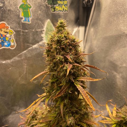 White Widow 02 AUTO🕷️ growlog timeline photo