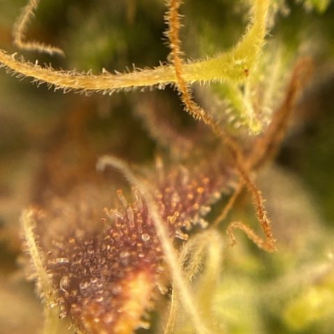 White Widow 02 AUTO🕷️ growlog photo: Conferência de tricomas:
Considero: 70% leitosos e 30% âmbar, no ponto certo de colheita 🤩