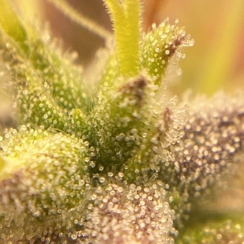 White Widow 02 AUTO🕷️ growlog photo: Conferência de tricomas:
Considero: 70% leitosos e 30% âmbar, no ponto certo de colheita 🤩