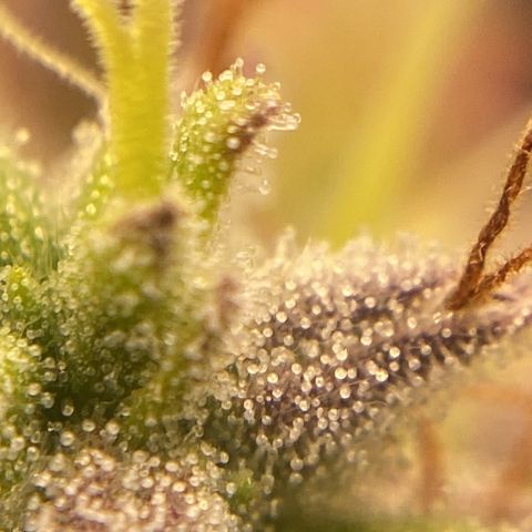 White Widow 02 AUTO🕷️ growlog photo: Conferência de tricomas:
Considero: 70% leitosos e 30% âmbar, no ponto certo de colheita 🤩