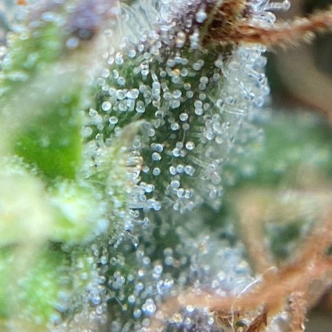 White Widow 02 AUTO🕷️ growlog photo: Conferência de tricomas:
Considero: 70% leitosos e 30% âmbar, no ponto certo de colheita 🤩