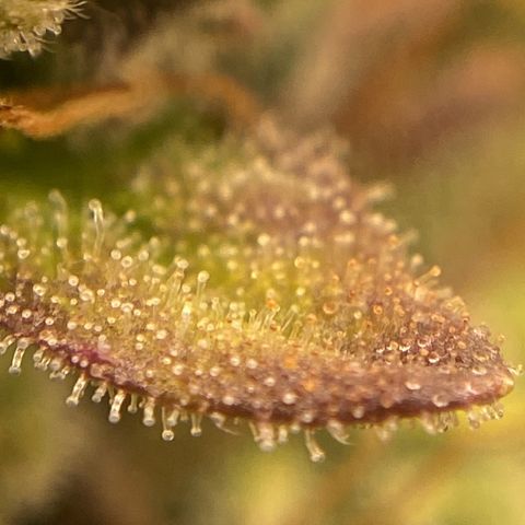 White Widow 02 AUTO🕷️ growlog photo: Conferência de tricomas:
Considero: 70% leitosos e 30% âmbar, no ponto certo de colheita 🤩