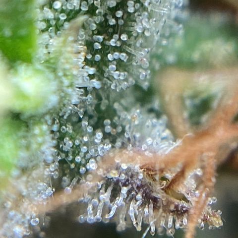 White Widow 02 AUTO🕷️ growlog photo: Conferência de tricomas:
Considero: 70% leitosos e 30% âmbar, no ponto certo de colheita 🤩