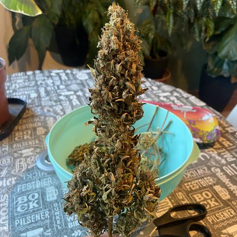 Gelato Auto 🍦  growlog timeline photo