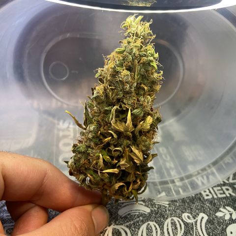 Gelato Auto 🍦  growlog timeline photo