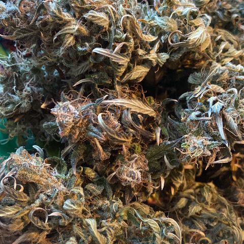 Gelato Auto 🍦  growlog timeline photo