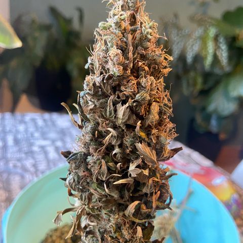 Gelato Auto 🍦  growlog timeline photo