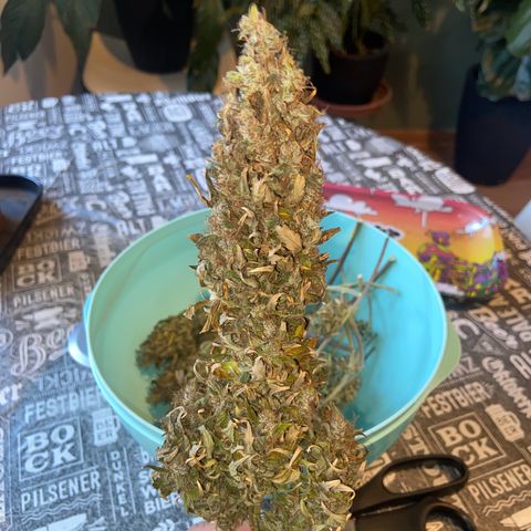 Gelato Auto 🍦  growlog timeline photo