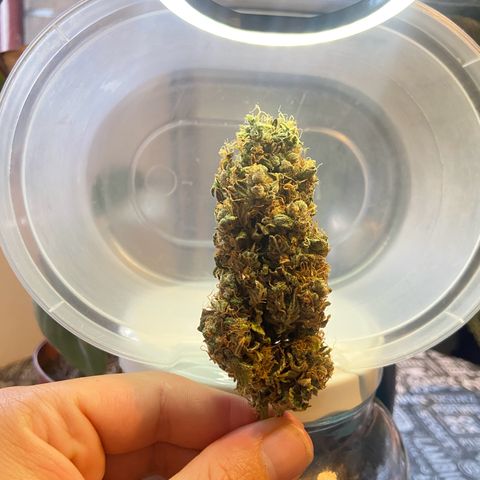 Gelato Auto 🍦  growlog timeline photo