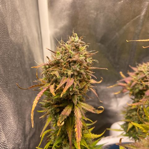 White Widow 02 AUTO🕷️ growlog photo: Dia da colheita 
Flores lindas, cheirosas e super resinada
Flores ficaram com um tom arroxeado e avermelhado, acho que foi devido ao estresse de deixar ela 48hrs sem luz, raparei que deu uma engordada nos buds também, agora esperar ela secar e degustar essa lindeza 