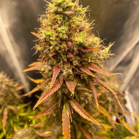White Widow 02 AUTO🕷️ growlog photo: Dia da colheita 
Flores lindas, cheirosas e super resinada
Flores ficaram com um tom arroxeado e avermelhado, acho que foi devido ao estresse de deixar ela 48hrs sem luz, raparei que deu uma engordada nos buds também, agora esperar ela secar e degustar essa lindeza 