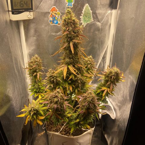 White Widow 02 AUTO🕷️ growlog photo: Dia da colheita 
Flores lindas, cheirosas e super resinada
Flores ficaram com um tom arroxeado e avermelhado, acho que foi devido ao estresse de deixar ela 48hrs sem luz, raparei que deu uma engordada nos buds também, agora esperar ela secar e degustar essa lindeza 