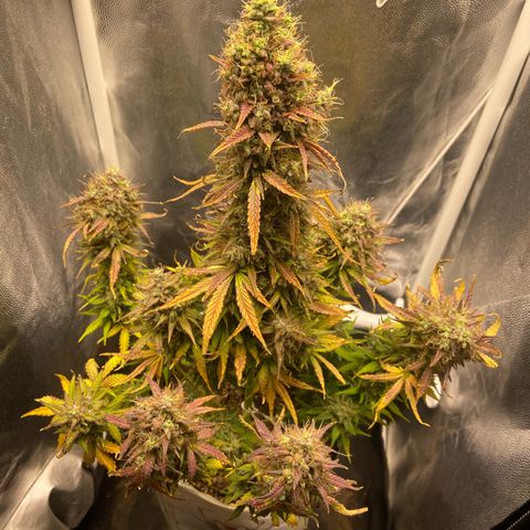 White Widow 02 AUTO🕷️ growlog photo: Dia da colheita 
Flores lindas, cheirosas e super resinada
Flores ficaram com um tom arroxeado e avermelhado, acho que foi devido ao estresse de deixar ela 48hrs sem luz, raparei que deu uma engordada nos buds também, agora esperar ela secar e degustar essa lindeza 