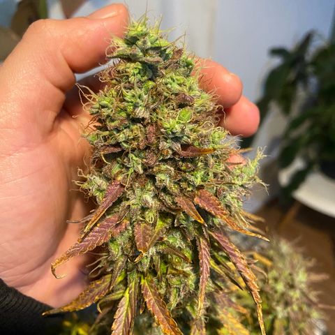 White Widow 02 AUTO🕷️ growlog photo: Dia da colheita 
Flores lindas, cheirosas e super resinada
Flores ficaram com um tom arroxeado e avermelhado, acho que foi devido ao estresse de deixar ela 48hrs sem luz, raparei que deu uma engordada nos buds também, agora esperar ela secar e degustar essa lindeza 