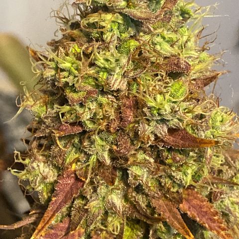 White Widow 02 AUTO🕷️ growlog photo: Dia da colheita 
Flores lindas, cheirosas e super resinada
Flores ficaram com um tom arroxeado e avermelhado, acho que foi devido ao estresse de deixar ela 48hrs sem luz, raparei que deu uma engordada nos buds também, agora esperar ela secar e degustar essa lindeza 