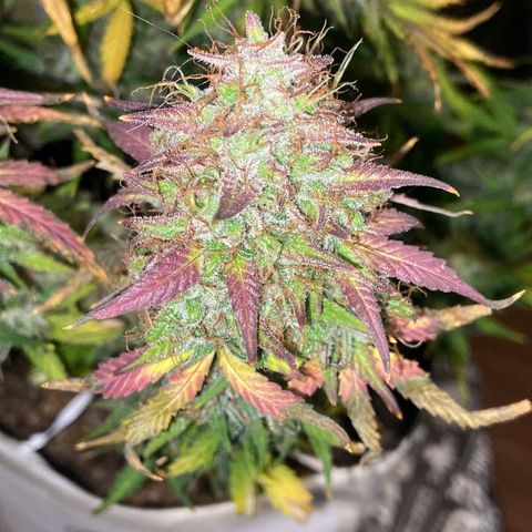 White Widow 02 AUTO🕷️ growlog photo: Dia da colheita 
Flores lindas, cheirosas e super resinada
Flores ficaram com um tom arroxeado e avermelhado, acho que foi devido ao estresse de deixar ela 48hrs sem luz, raparei que deu uma engordada nos buds também, agora esperar ela secar e degustar essa lindeza 