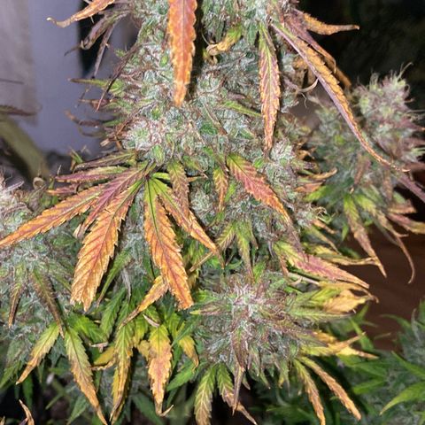 White Widow 02 AUTO🕷️ growlog photo: Dia da colheita 
Flores lindas, cheirosas e super resinada
Flores ficaram com um tom arroxeado e avermelhado, acho que foi devido ao estresse de deixar ela 48hrs sem luz, raparei que deu uma engordada nos buds também, agora esperar ela secar e degustar essa lindeza 