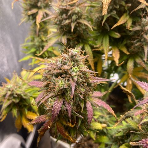 White Widow 02 AUTO🕷️ growlog photo: Dia da colheita 
Flores lindas, cheirosas e super resinada
Flores ficaram com um tom arroxeado e avermelhado, acho que foi devido ao estresse de deixar ela 48hrs sem luz, raparei que deu uma engordada nos buds também, agora esperar ela secar e degustar essa lindeza 