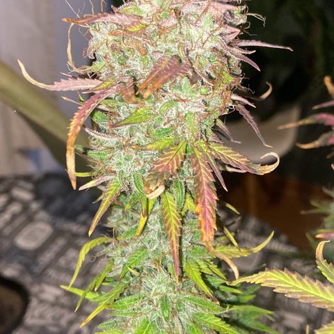 White Widow 02 AUTO🕷️ growlog photo: Dia da colheita 
Flores lindas, cheirosas e super resinada
Flores ficaram com um tom arroxeado e avermelhado, acho que foi devido ao estresse de deixar ela 48hrs sem luz, raparei que deu uma engordada nos buds também, agora esperar ela secar e degustar essa lindeza 