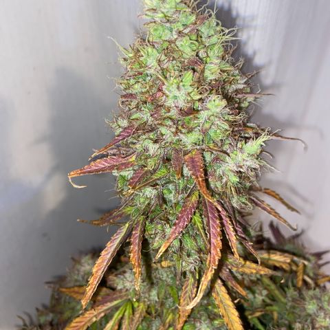 White Widow 02 AUTO🕷️ growlog timeline photo